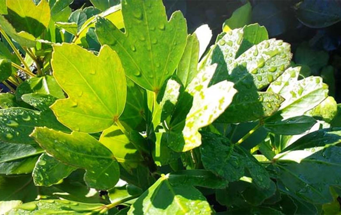 The Natural Healing Wonders of the Hwangchil Tree